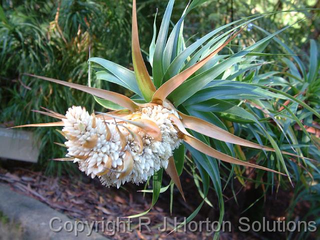 Richia dracophyllum